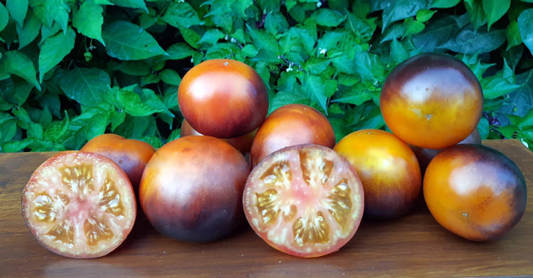 

Томат Синяя Клементина