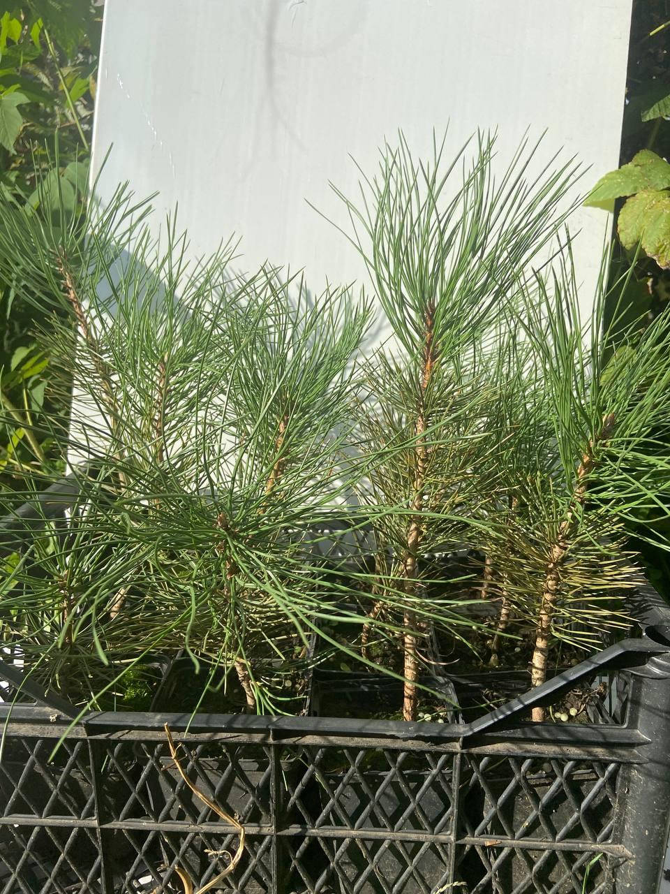 

Сосна Орегонская (желтая) (Pinus ponderosa) 20-25 см