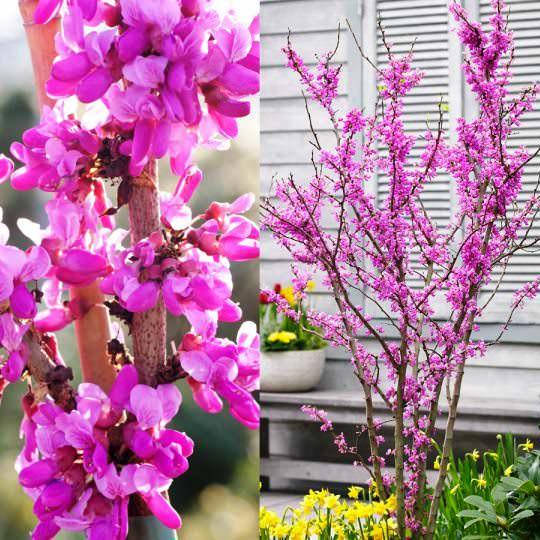 

Церсис канадский, Cercis canadensis