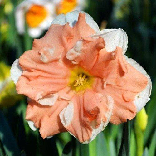 

Нарцисс Apricot Whirl(2шт.)