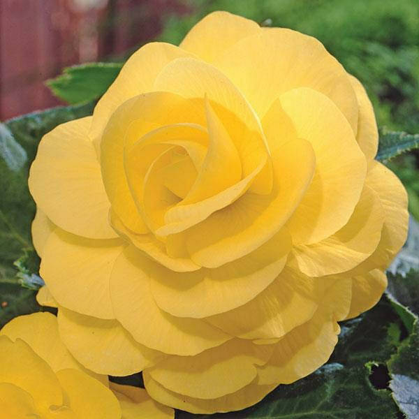 

Семена цветов Бегония АмериГибрид гофрована F1 жёлтая (Roseform Yellow)5шт, Желтый