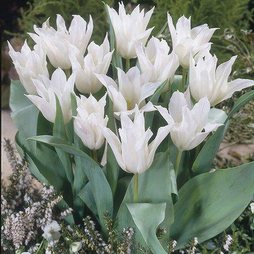 

Тюльпан Tres Chic (луковицы) 3 шт