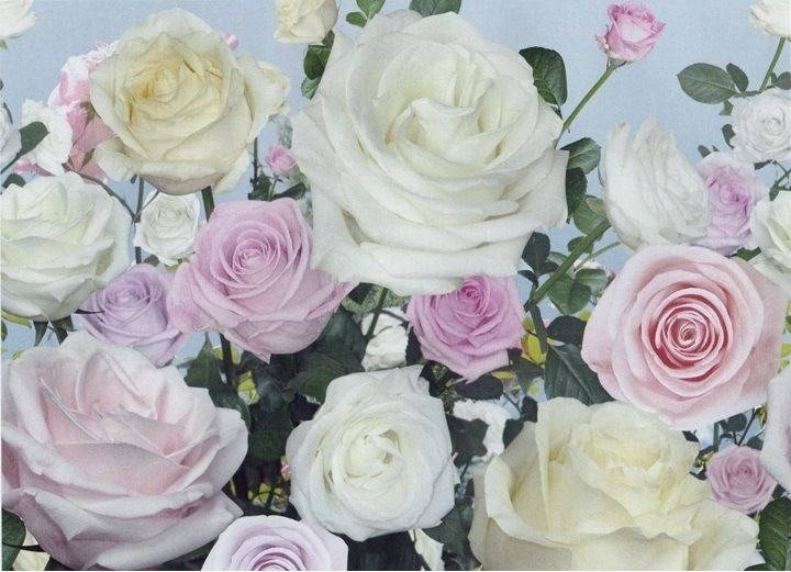 

Фотообои бумажные на стену, 194х268 см "В царстве роз", фотообои готовые, фотообои природа, 16 листов