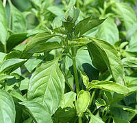 

Базилик Лимонный 0,2 г, семена Яскрава