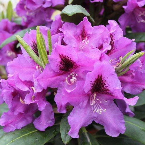 

САЖЕНЦЫ РОДОДЕНДРОНА РАСПУТИН