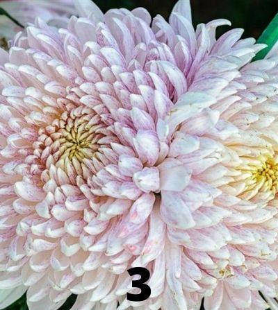 

Хризантема веточная (черенок) Мила №3