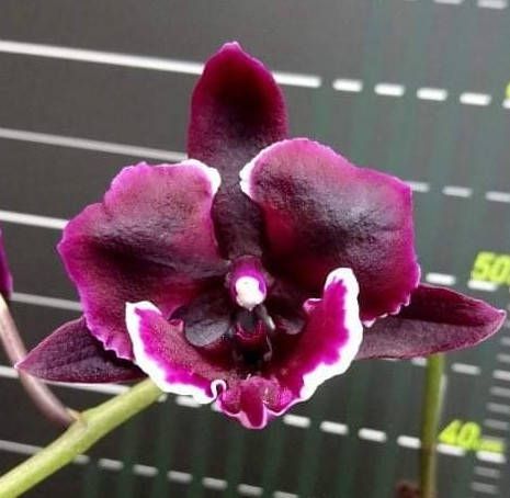 

Phal. Miki Witch '467' / Ведьма Подросток 1,7 Цветок 9 см, мериклон