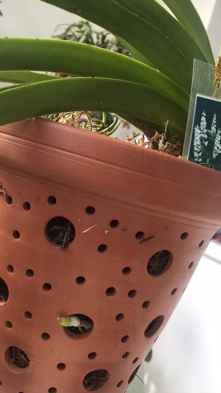 

Кашпо для орхидей 20см