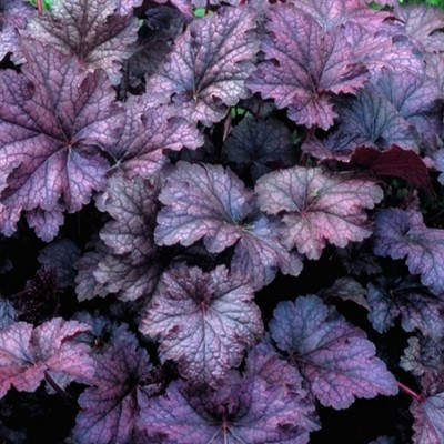 

Саженцы Гейхеры Новое Платье Императора (Heuchera Emperor's New Clothes Purple)