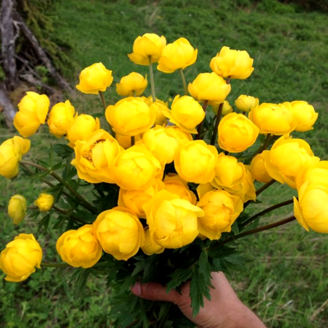 

Купальница европейская
