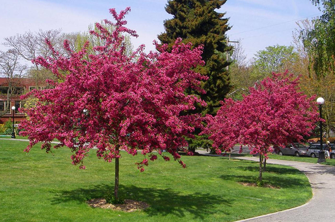 

Саженцы БОЯРЫШНИКА ПАУЛЬ СКАРЛЕТ (двухлетний)