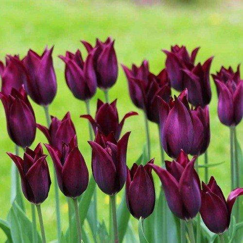 

Тюльпан Burgundy (луковицы) 3 шт