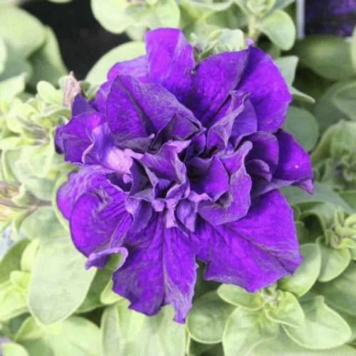 

Семена Петуния махровая крупноцветковая Каскад F1 Синяя 200 семян Pan American, Синий