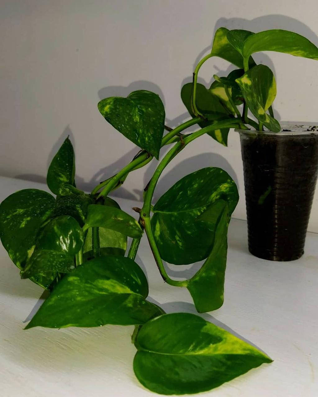 

Сциндапсус золотистый