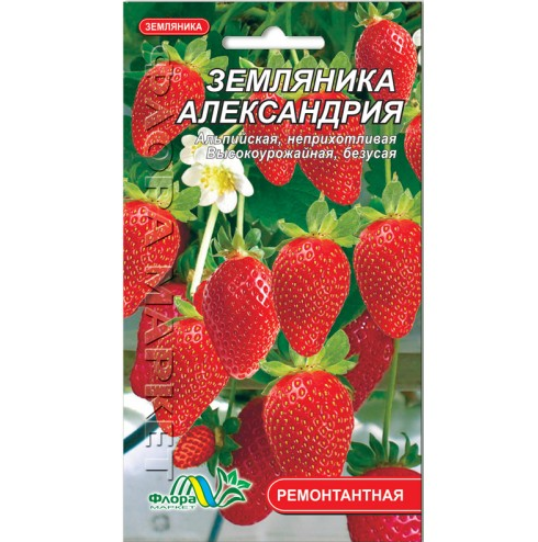 

Земляника Александрия ремонтантный сорт 0.03 г