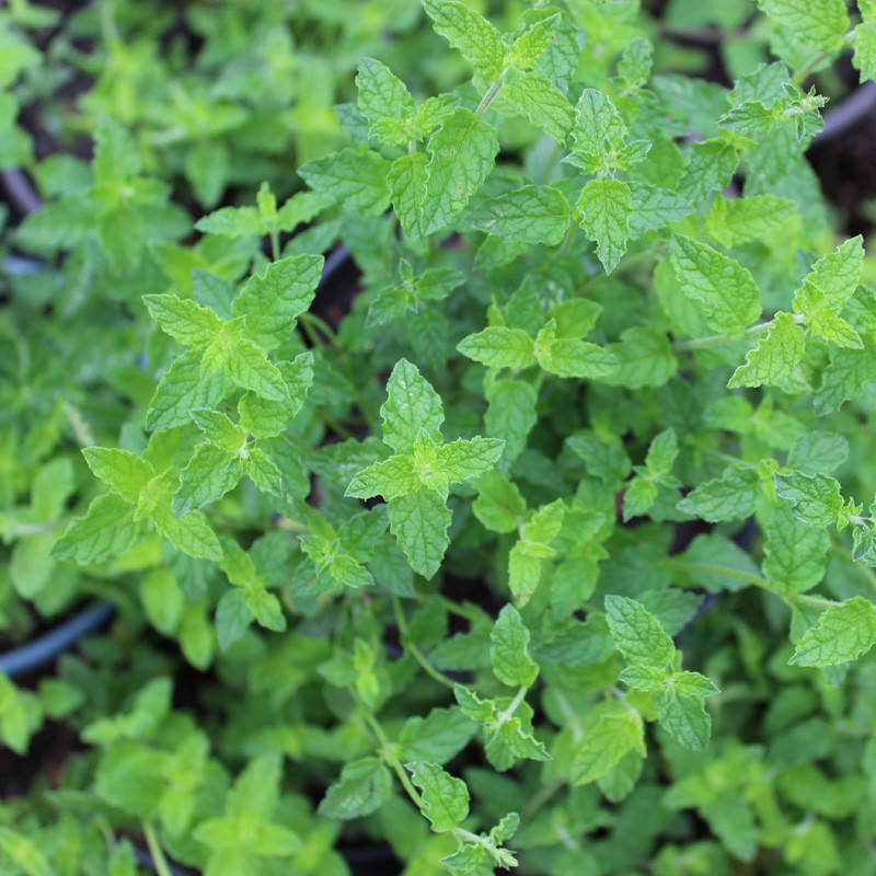 

Мята клубничная Альмира, Mentha spicata Almira