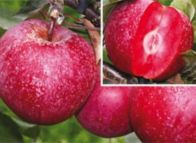 

Саженцы яблони БАЯ МАРИСА (двухлетний) раннезимний
