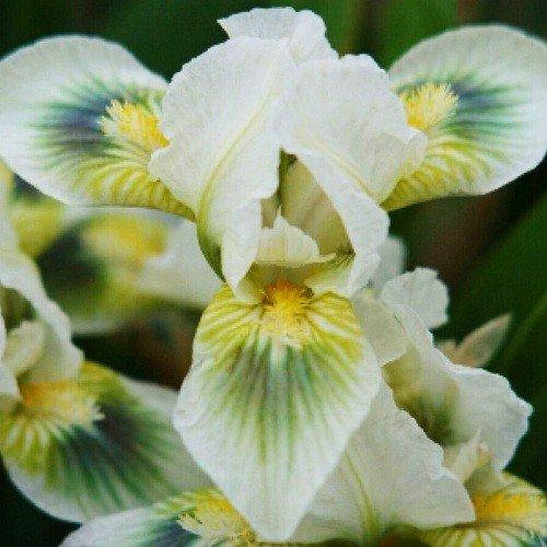 

Ирис Greenspot (корневища)