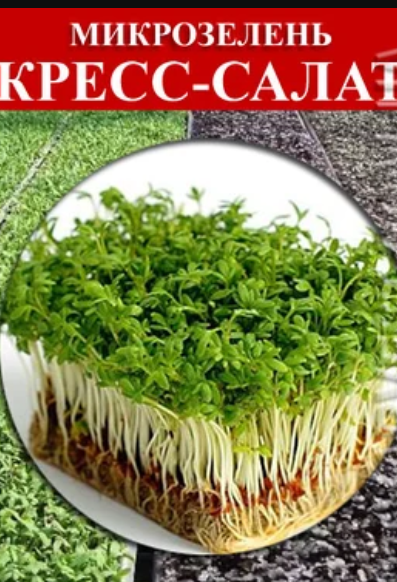 

Семена на микрозелень «Кресс-салат» 10 г