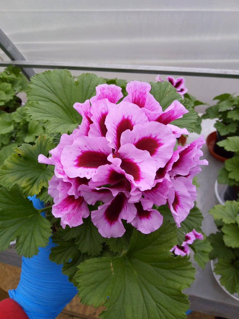 

Пеларгония королевская Elegance Patricia растение в горшке 0,5л