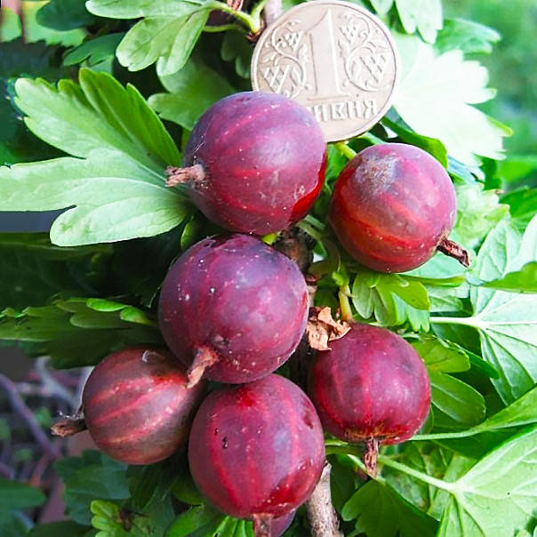 

Саженцы Крыжовника Неслуховский - ранний, крупноплодный, десертный