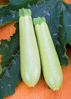 

Семена кабачка Искандер F1 10 сем., Seminis, Голландия