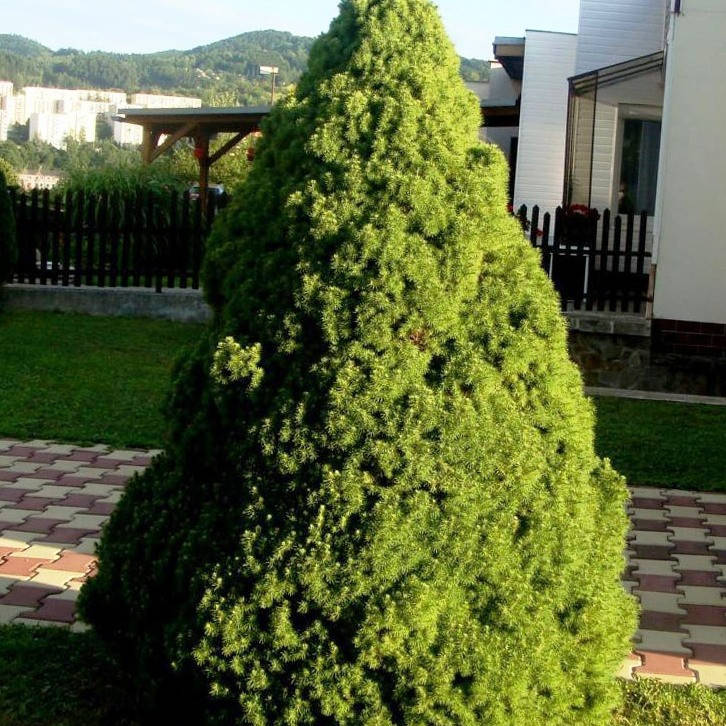 

Ель канадская Коника, Picea glauca Conica