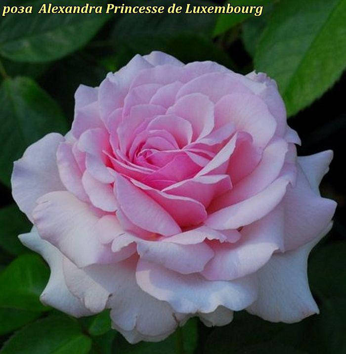 

Роза Alexandra Princesse de Luxembourg (Александра Принцесс де Люксембург)