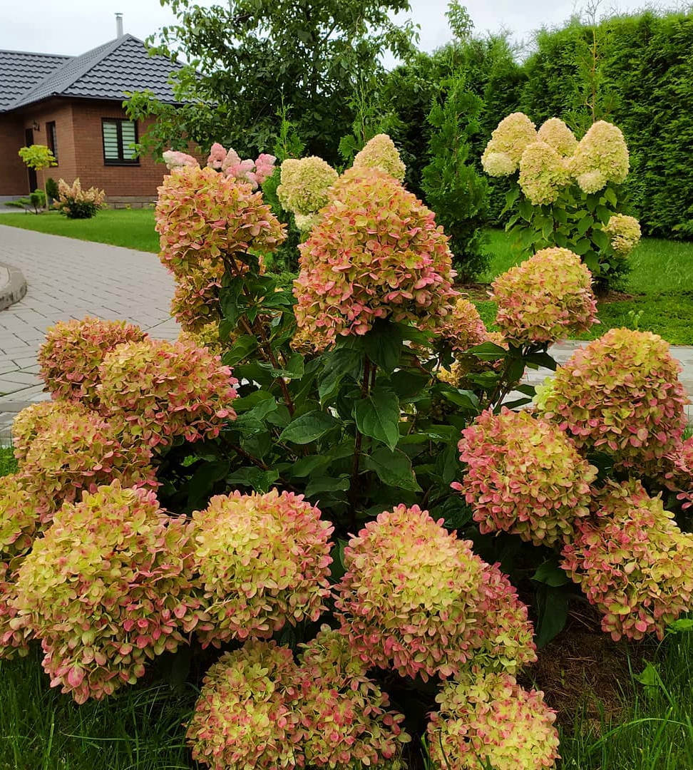 

Гортензия метельчатая Литл Лайм \ Hydrangea paniculata Little Lime ( саженцы 3 года)