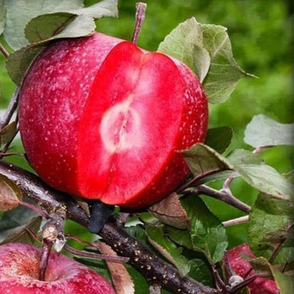 

Саженцы красномясой яблони «Эра» (Era) - 2-летний