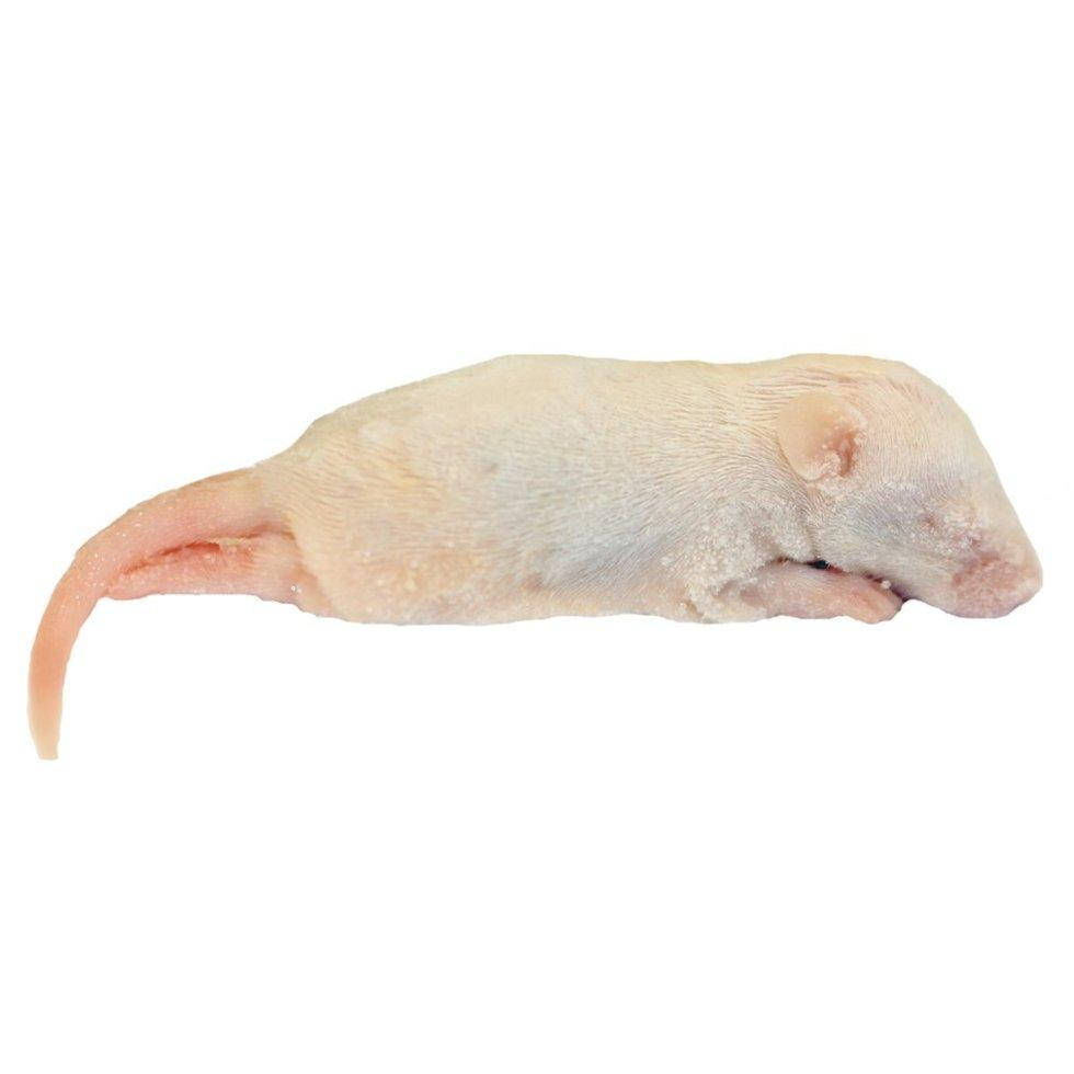 

Кормовые мыши различного размера