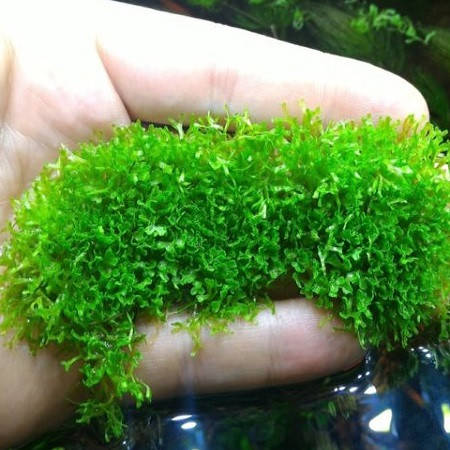

Аквариумное растение мох Ричия