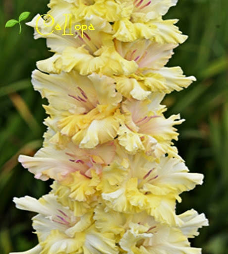 

Гладиолус Виктория