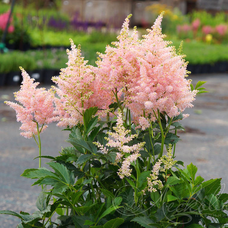 

Астильба Sister Theresa, Astilbe arendsii 'sister theresa'