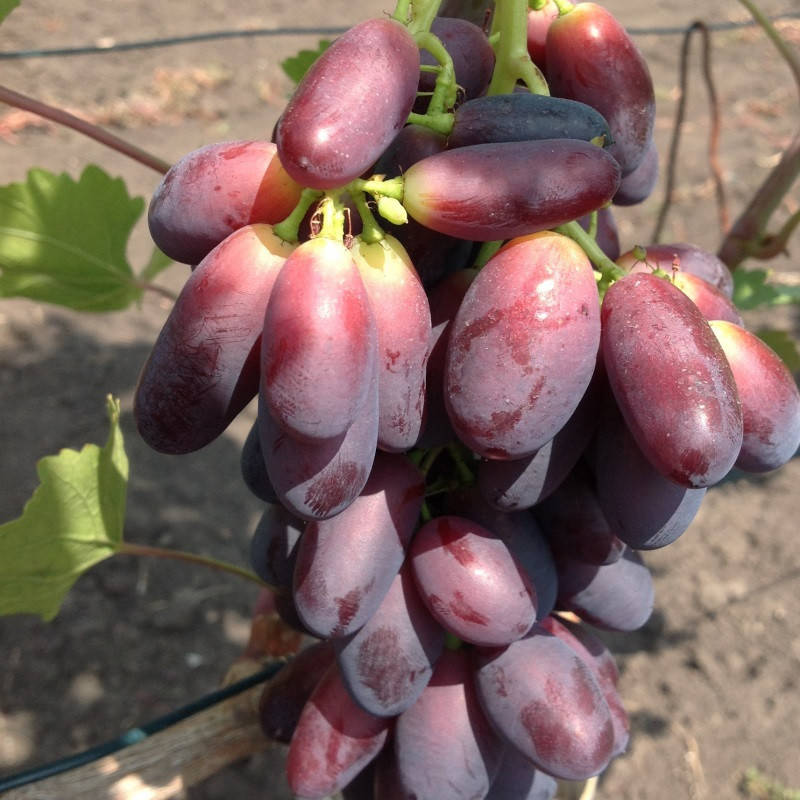

Саженцы винограда сорт Красава, полуупакованный
