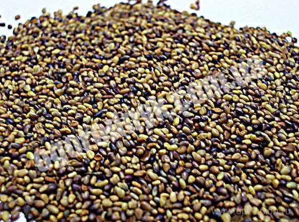 

Насіння Конюшини 1 кг