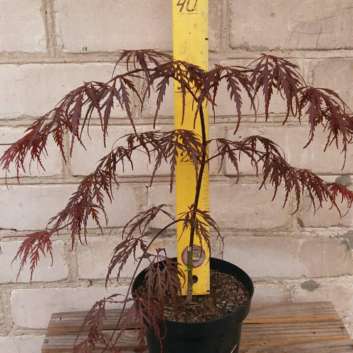 

Клен віяловий японський дісектум Гарнет/Acer palmatum var. dissectum 'Garnet', С3, 30-50см.