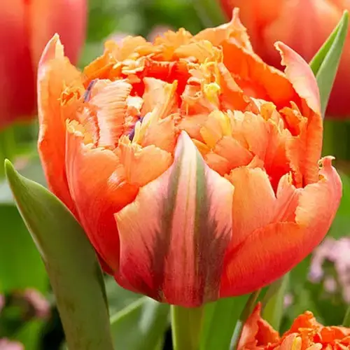 

Тюльпан Royal Centennial 1шт, луковица