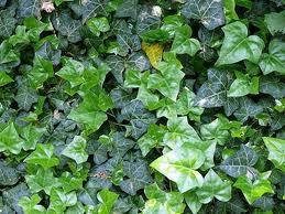 

Плющ обыкновенный декоративный (саженцы)