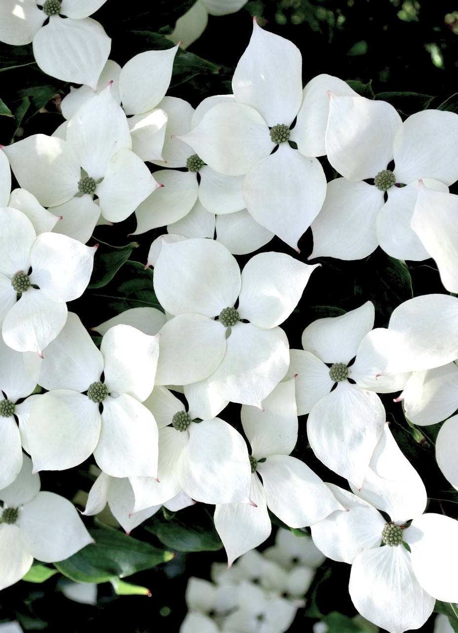 

Дерен коуза " Николь" \ Cornus kousa Nicole ( саженцы 4 года ) Дерен китайский