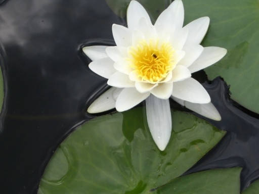 

Нимфея альба (Nymphaea alba) (взрослое растение)