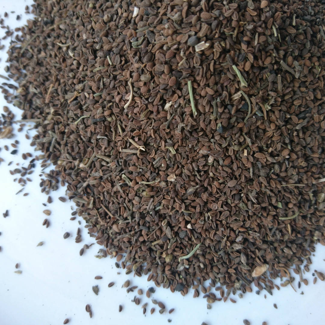 

Семена фацелии, 100 грамм