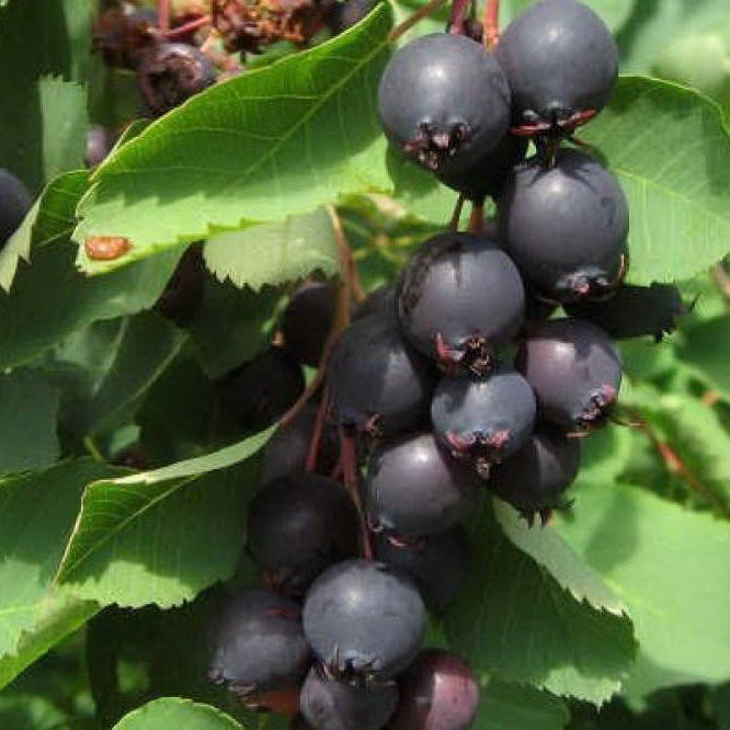 

Саженец ирги MANDAM, 2-летний