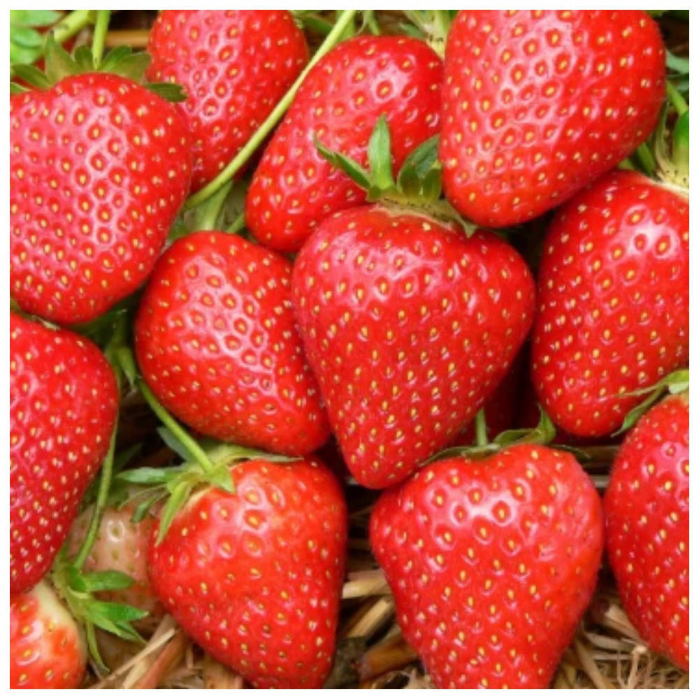 

Клубника ранняя Делли