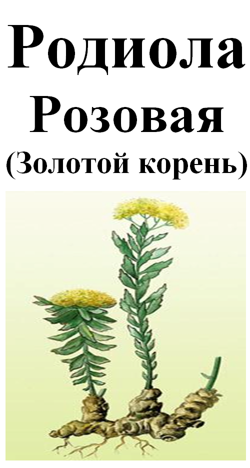 

Родиола розовая (золотой корень), 35 грамм