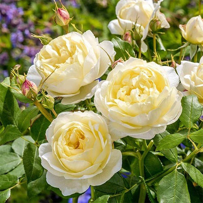 

Ванесса Белл (Vanessa Bell)