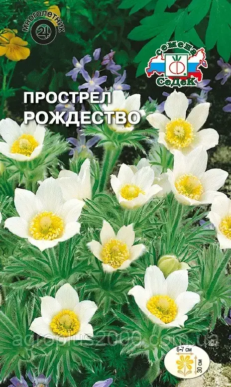 

Семена Сон трава (Прострел обыкновенный) Рождество 0,1 грамма Седек, Белый