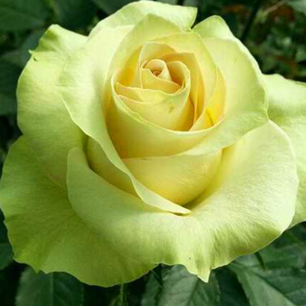 

Саженцы роз «Киви» (чайно-гибридных)