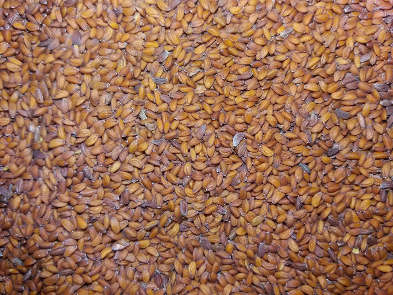 

Семена кресс-салата микрозелень 1кг