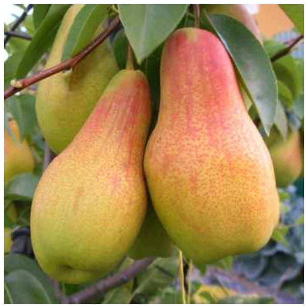 

Груша Парижанка